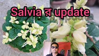 salvia flowers(সালভিয়া ফুল) update video 1 (2023)#salvia @anirbanbandyopadhyay5734