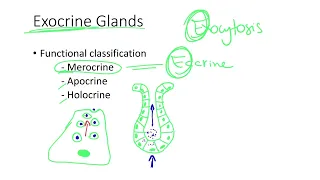 Dr.  Benaduce: Exocrine Gland Functional Classification (Tissues Lecture)