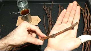 Grafting grapevine by perfected copulation