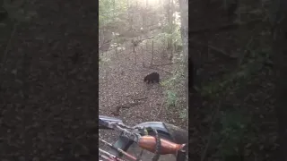 Middle Tennessee Bear Hunt