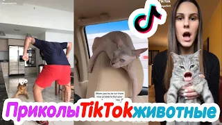 Тик Ток лучшие приколы с животными | Тренды TikTok 2020 #3