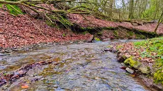 Fall asleep quickly to the sounds of a stream in the forest - Outdoor recreation. Sound of a stream.