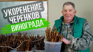 Мастер-класс от Аанатолия Сидоровича: укоренение черенков винограда