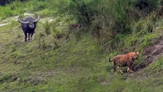 Tiger vs. Wild Water Buffalo: Intense Encounter Caught on Camera