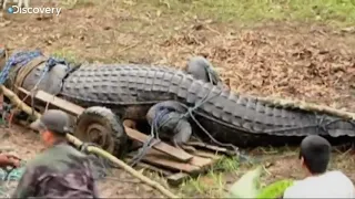 Największy krokodyl świata próbuje uciec - zjadający ludzi  SZoK !!!!