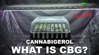 What is CBG? (Cannabigerol)