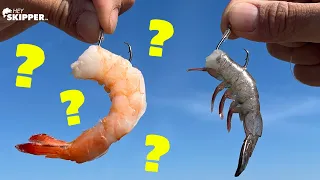 COOKED Shrimp for Fishing Bait? (SURPRISING Results!)