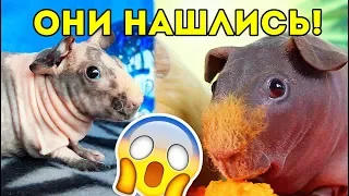 СЕСТРА ВАЛИКА с канала SvinkiShow. ОНИ НАШЛИСЬ СПУСТЯ МНОГО ДНЕЙ... 😂