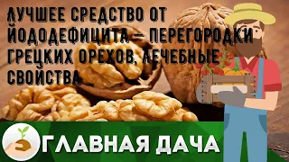 Лучшее средство от йододефицита — перегородки грецких орехов, лечебные свойства