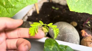 How I Fertilize Tamarind