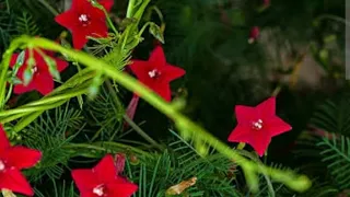 mayil manickam plant care tips in tamil(cypress vine )