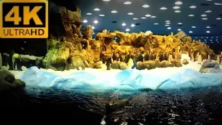 4K Penguins Loropark Tenerife