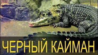 Melanosuchus niger  Знакомимся с черным кайманом!