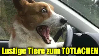 Lustige videos zum TOTLACHEN - Versuch nicht zu lachen TIERE 😂