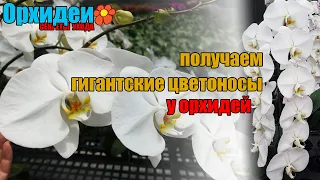 Орхидея - гигантские цветоносы, огромные цветы на орхидее - как получить такие же ?