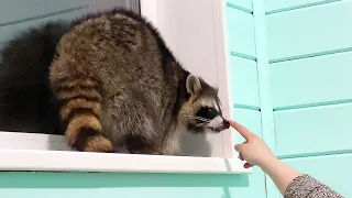 SHELTERED A REFUSENIK RACCOON