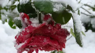снег на розах С Васюта гр Сладкий сон.