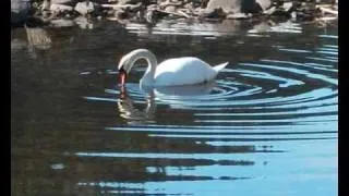 Swan's Faithfullness _ VITAS _ english subtitles