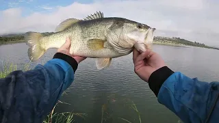 Albert Falls Bass Update March 2023