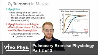 Pulmonary Exercise Physiology Part 2 of 3 - Hemoglobin Myoglobin Bicarbonate