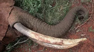 Elephant treated by Vet Team shows true courage | Sheldrick Trust