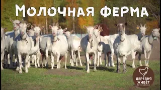 Молочная ферма - деревенские продукты