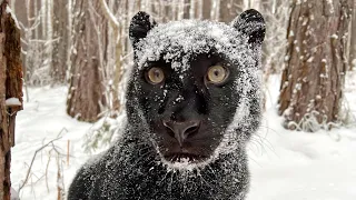 ❄️❄️ Snowy weekdays of Luna the panther ❄️❄️