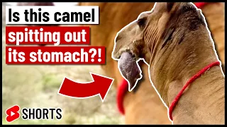 Camel spits out its stomach?!
