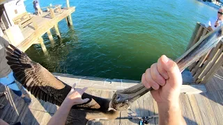 TAUGHT This THIEF A LESSON! Catch N Cook- Snook, Black Drum, Sheepshead (Rod n Reel Pier Fishing)
