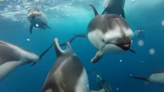 GoPro: Swimming with Dolphins TV Commercial