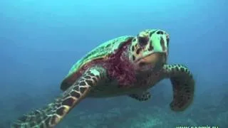 Любопытная морская черепаха