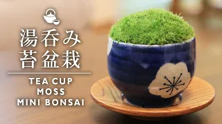 湯呑みでつくるまんまる苔盆栽 【Bonsai diary 盆栽日記 9/5】初心者の簡単ミニ盆栽の作り方 コケ お茶 Tea Moss Mini Bonsai DIY EOS R5撮影 DIY