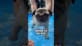 Pugs can SWIM?! #pugs #pug #dogswimming #swimming