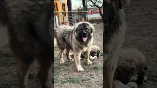 Caucasian shepherd HUGO - our young dog