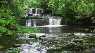 Forest Nature Sounds Relaxing Waterfall-Birds Chirping Sleeping Sound-Water & Birdsong Meditation