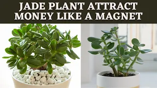 Jade plant attract money like a magnet