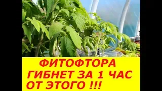 ФИТОФТОРА В ТЕПЛИЦЕ ГИБНЕТ ОТ ЭТОГО ЗА 1 ЧАС ! СУПЕР СПОСОБ !