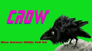 crow blue screen 1080p full hd