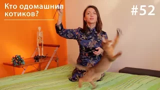 Кто одомашнил котиков? // Всё как у зверей #52