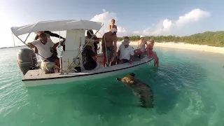 150623 Exuma Staniel Cay with Pigs