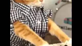 This Cat Has Mad Skills