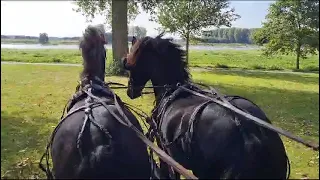 Kutsche mit Friesen am Rhein. www.hochzeitskutsche-conrads.de