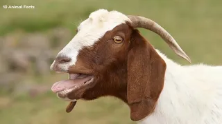 top50 goat amazing facts that makes you go baa !