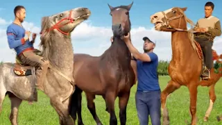 НОВОСИБИРСК БАЛБАНДАР Nookat Horse Horses