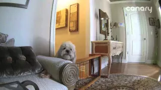 Dog Escape - Caught By Canary