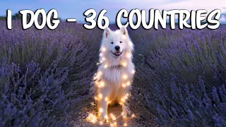 Samoyed Dog Travels Around the World (36 countries)