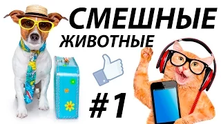 ПРИКОЛЫ с животными 2017. BEST funny animals VIDEO