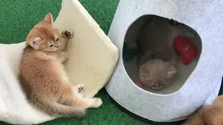 😸🐱🌟КАК ВОСПИТАТЬ КОТЕНКА🤩😻ЗОЛОТАЯ ШИНШИЛЛА😺