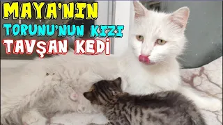 TAVŞAN KEDİYİ HER YERDE ARADIM, SONUNDA ONU GÖRDÜM 😃 Kedi videoları ✓ Yavru kedi sesi ✓ kediler