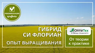 Гибрид рапса СИ Флориан. Опыт возделывания в СПК Свислочь. Отзыв хозяйства.